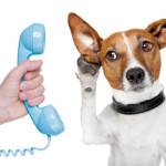dog answering phone