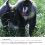 Screenshot of World Wildlife game