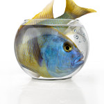 Big fish in a small bowl