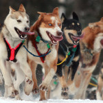 Iditarod Start in Alaska